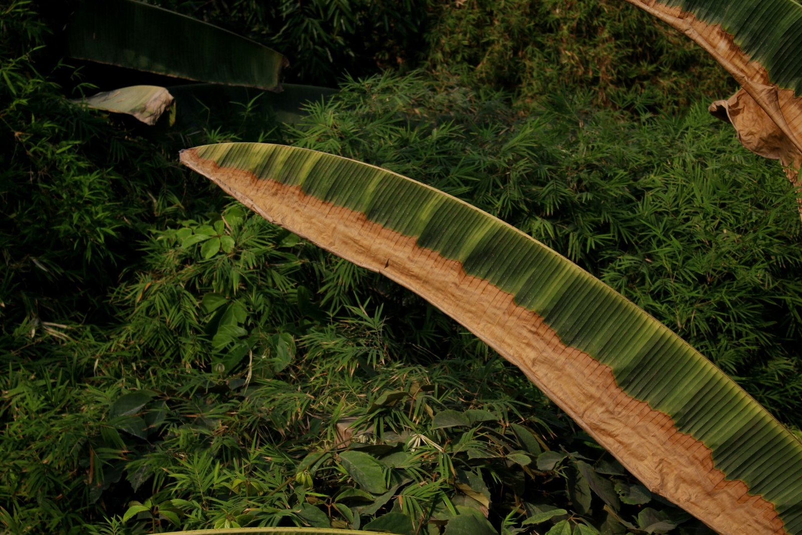 a large green leaf